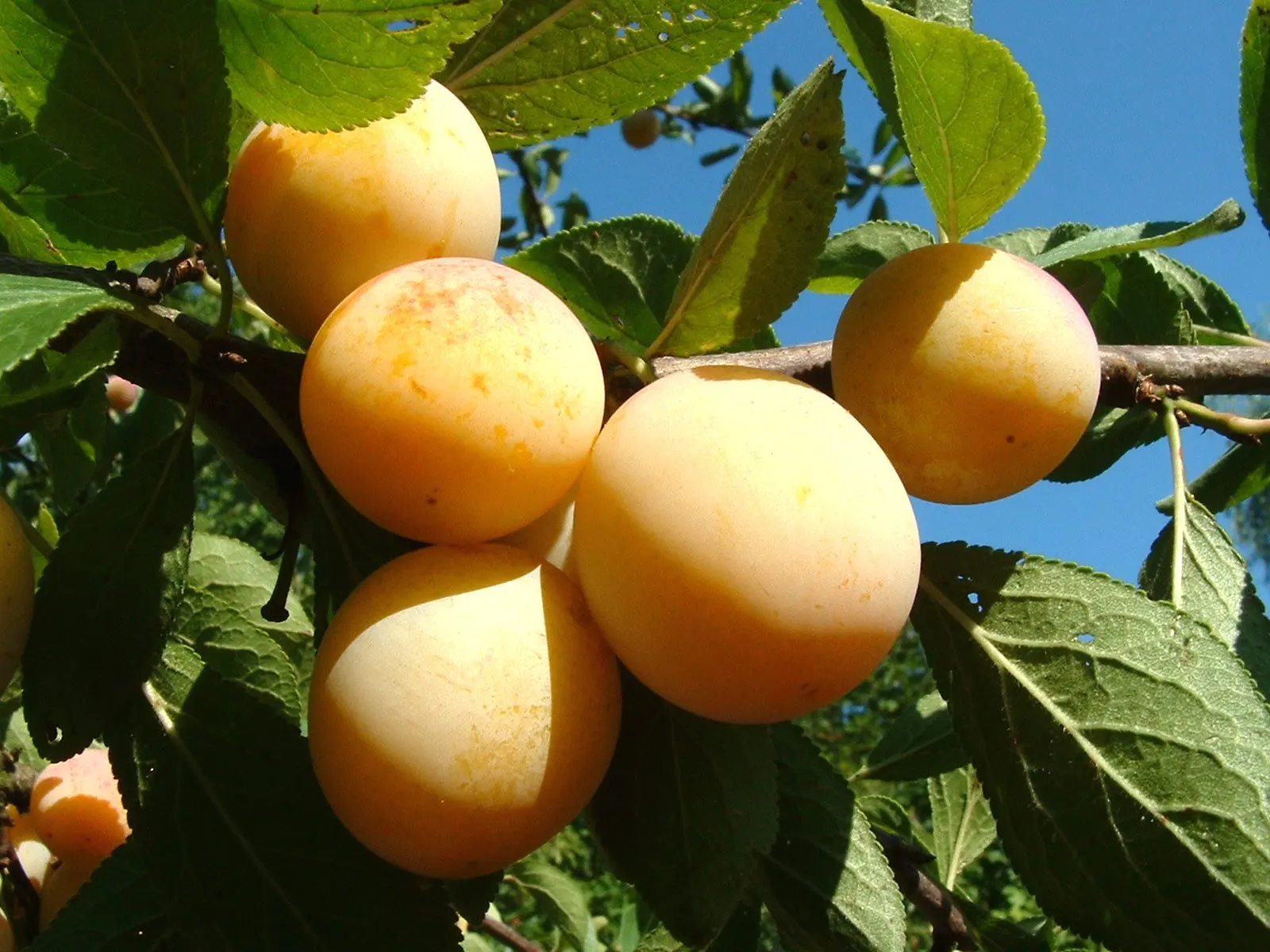 Mirabelles de Lorraine mûres sur une branche